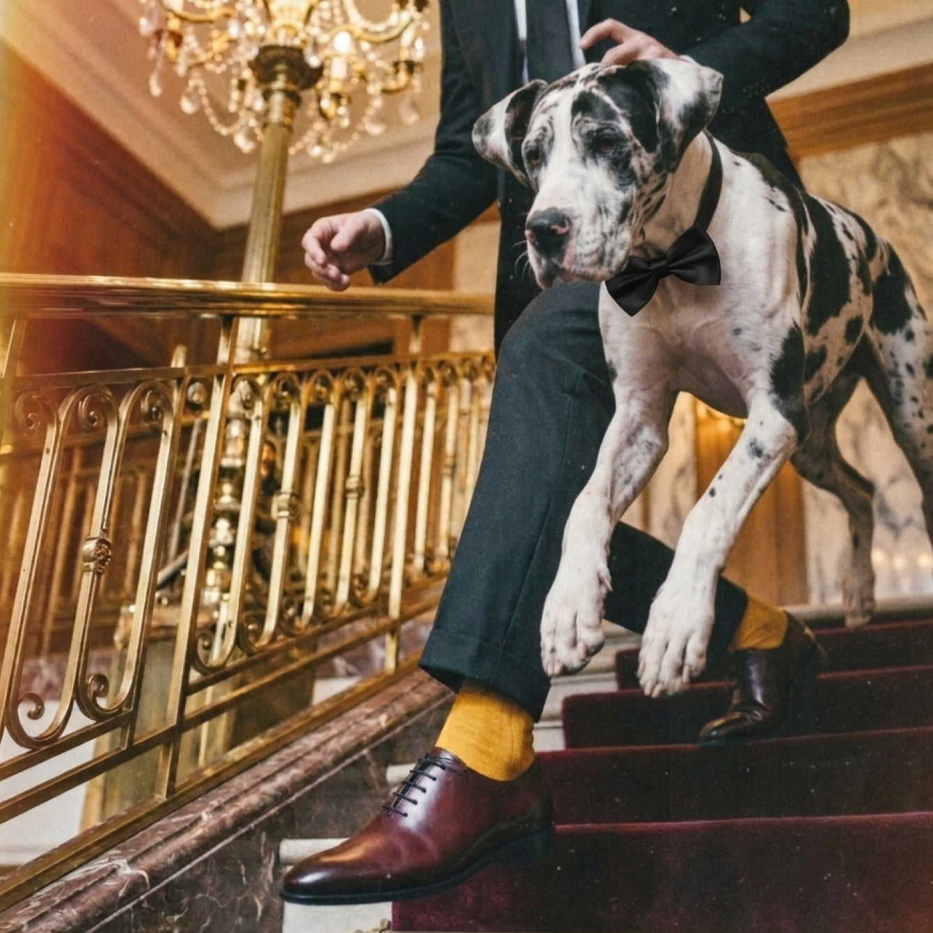 Man running down stairs with dog wearing bowtie for wedding. Man wearing men's brown Italian leather lace up wholecut dress shoes